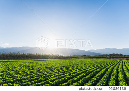 Plateau lettuce field at sunset 93886186