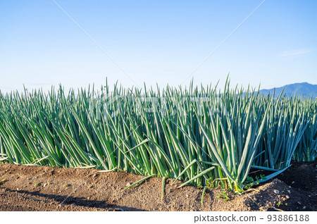 green onion field in the evening 93886188