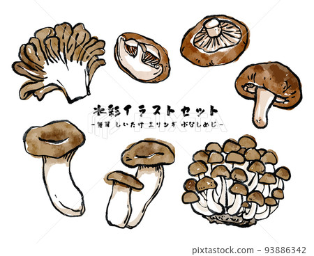 Vector watercolor illustration set of various mushrooms Picture letter style 93886342