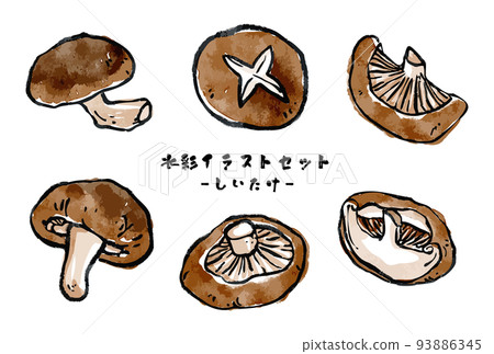 Vector watercolor illustration set of various shiitake mushrooms Picture letter style 93886345