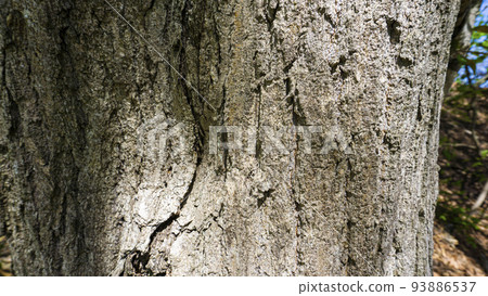 Large tree bark texture material 93886537