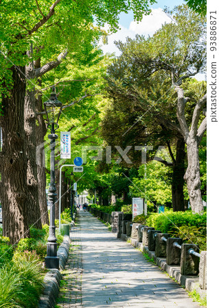 Row of ginkgo trees in summer Row of ginkgo trees in summer 93886871