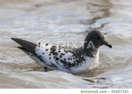 Cape petrel swimming in Antarctic waters. 93887381