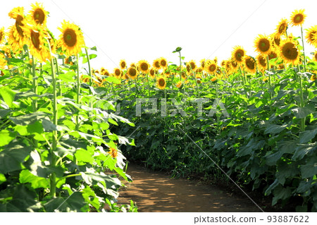 Sunflower field path Sunflower field path 93887622
