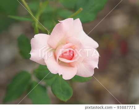 pink rose bridal pink 93887771