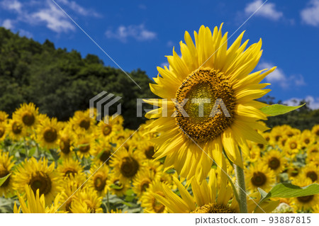 向日葵田裡盛開的大向日葵藍天白雲 向日葵田裡盛開的大向日葵藍天白雲 93887815