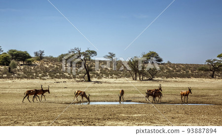 Hartebeest in Kgalagadi transfrontier park, South Africa 93887894