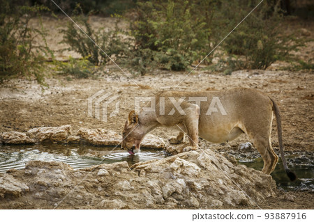 African lion in Kgalagadi transfrontier park, South Africa African lion in Kgalagadi transfrontier park, South Africa 93887916