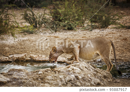 African lion in Kgalagadi transfrontier park, South Africa African lion in Kgalagadi transfrontier park, South Africa 93887917