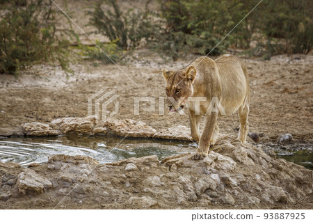 African lion in Kgalagadi transfrontier park, South Africa African lion in Kgalagadi transfrontier park, South Africa 93887925