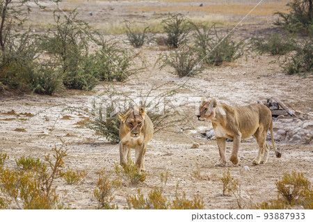 African lion in Kgalagadi transfrontier park, South Africa 93887933