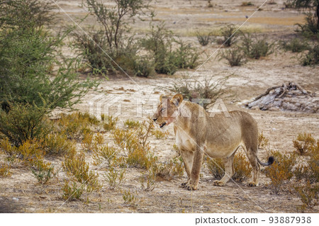 African lion in Kgalagadi transfrontier park, South Africa African lion in Kgalagadi transfrontier park, South Africa 93887938