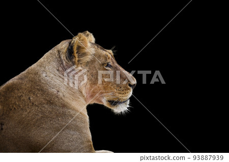 African lion in Kgalagadi transfrontier park, South Africa 93887939