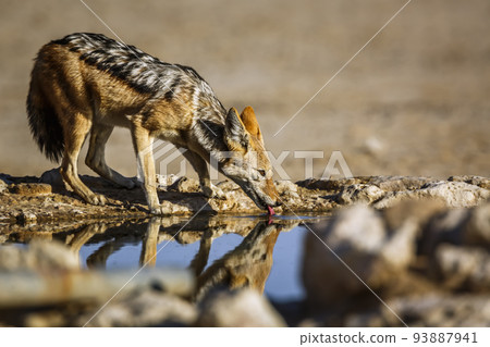 Black backed jackal in Kgalagadi transfrontier park, South Africa 93887941