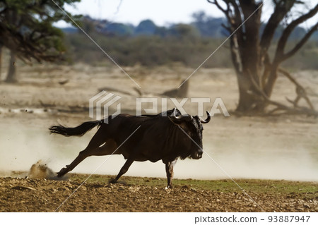 Blue wildebeest in Kgalagadi transfrontier park, South Africa 93887947