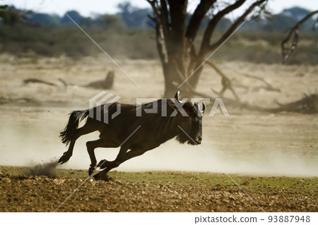 Blue wildebeest in Kgalagadi transfrontier park, South Africa Blue wildebeest in Kgalagadi transfrontier park, South Africa 93887948
