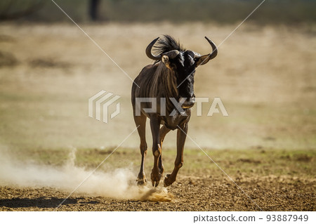 Blue wildebeest in Kgalagadi transfrontier park, South Africa 93887949