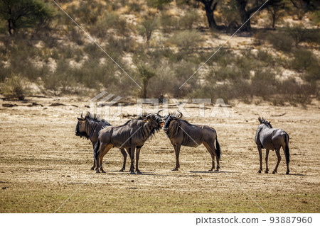 Blue wildebeest in Kgalagadi transfrontier park, South Africa Blue wildebeest in Kgalagadi transfrontier park, South Africa 93887960