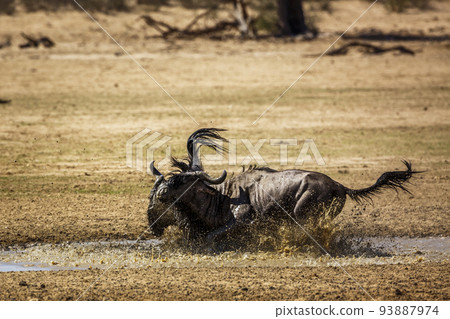 Blue wildebeest in Kgalagadi transfrontier park, South Africa 93887974