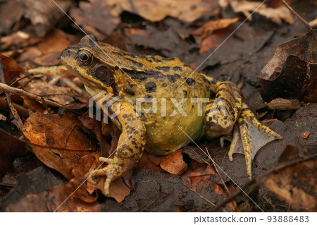 Closeup on a pregnant female Common European brown frog, Rana temporaria. 93888483