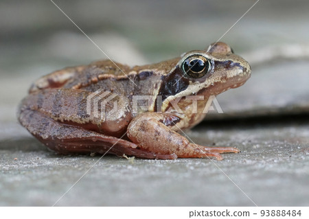 Closeup of a subadult European common brown frog , Rana temporaria in the garden 93888484