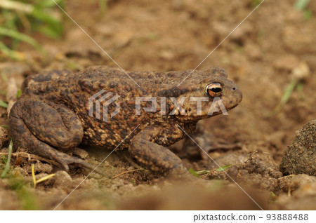Closeup on a female European common toad, Bufo bufo sitting on the ground in the garden 93888488