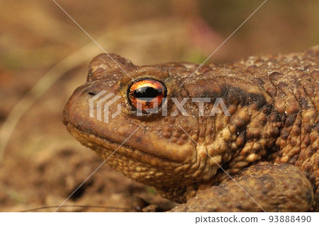 Closeup on an adult Common European Toad, Bufo bufo against a green soft background Closeup on an adult Common European Toad, Bufo bufo against a green soft background 93888490