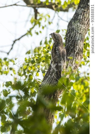 Common Potoo,Nyctibius griseus, Pantanal Magrossense, Brazil Common Potoo,Nyctibius griseus, Pantanal Magrossense, Brazil 93888831