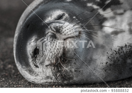Weddell seal resting on an antartica beach,Antartic Peninsula 93888832