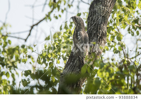 Common Potoo,Nyctibius griseus, Pantanal Magrossense, Brazil 93888834