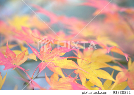 淺色的秋葉 93888851