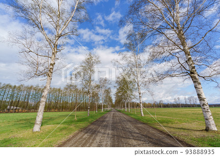 Tokachi Ranch Lined with fresh green white birch trees (Hokkaido/East Doto Tourism) 93888935