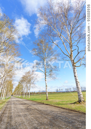 十勝牧場 綠樹成蔭的白樺林（北海道/東道東觀光） 93888936