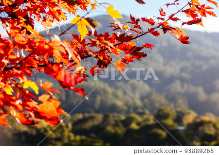 Autumn Leaves in Warburton Australia Autumn Leaves in Warburton Australia 93889268