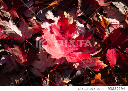 Autumn Leaves in Warburton Australia Autumn Leaves in Warburton Australia 93889294