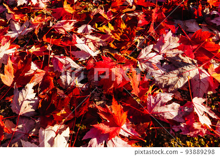 Autumn Leaves in Warburton Australia Autumn Leaves in Warburton Australia 93889298