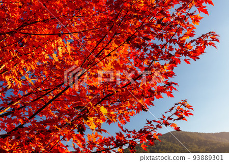 Autumn Leaves in Warburton Australia Autumn Leaves in Warburton Australia 93889301