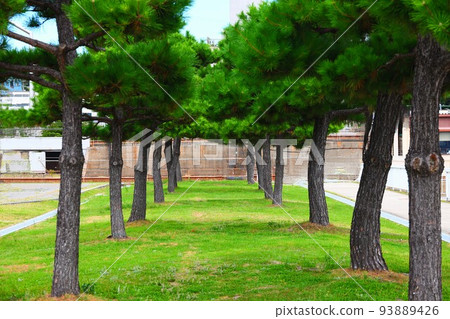 Fresh green of Okura coast 93889426