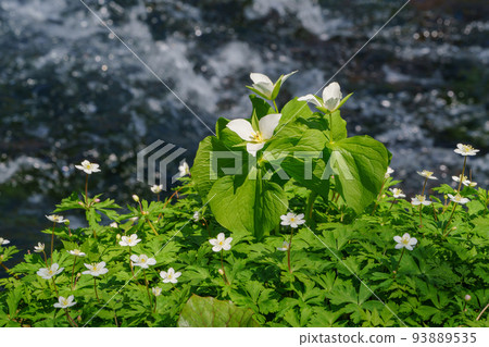 Furano Torinuma Park Oobana no Trillium spring flowers Furano Torinuma Park Oobana no Trillium spring flowers 93889535