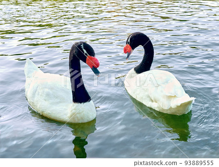 A loving couple of white swans with black and red heads swim in the water 93889555