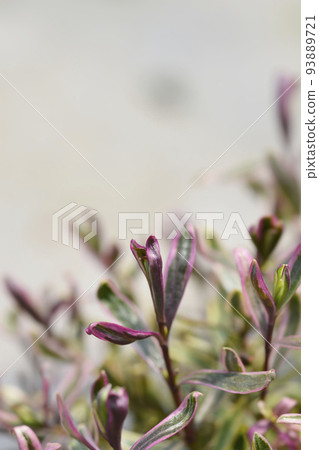 Shrubby veronica Bronze Baby 93889721