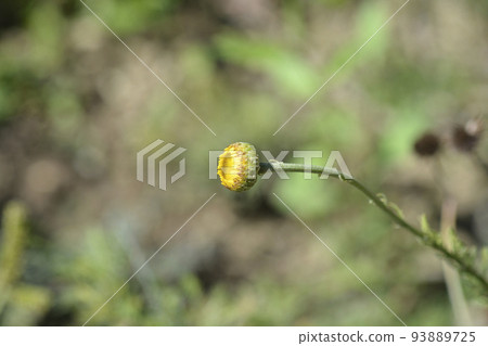 Yellow chamomile Yellow chamomile 93889725