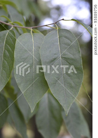 Common persimmon Common persimmon 93889756