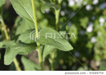 Gloriosa Daisy Irish Eyes Gloriosa Daisy Irish Eyes 93889759