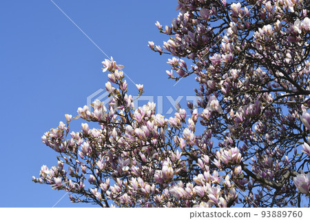 Magnolia tree Magnolia tree 93889760