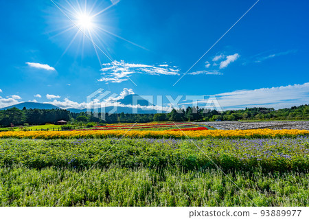 Rainbow Flower Festival Mt.Fuji and Flower Field Summer 93889977