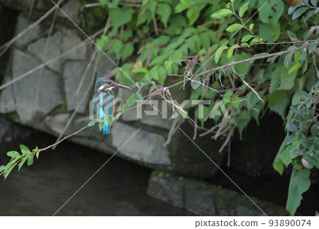 Kingfisher perched on a tree ♀ 93890074