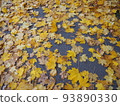 Fallen leaves  93890330