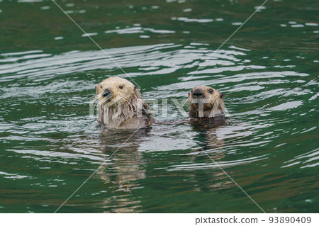 Wild sea otter Hokkaido Nemuro Ochiishi Nature Cruise 93890409