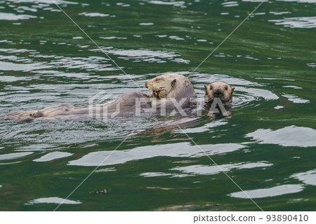 野生海獺北海道根室越石自然巡遊 93890410